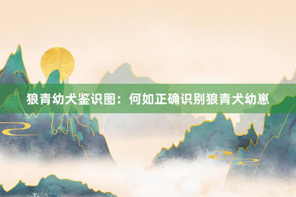 狼青幼犬鉴识图：何如正确识别狼青犬幼崽
